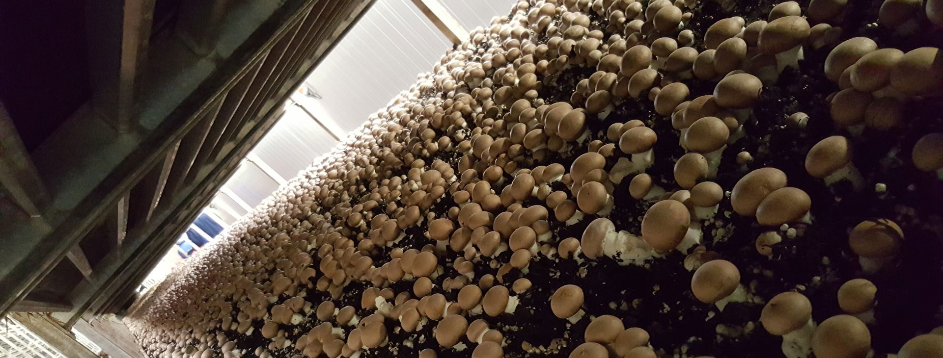Champignons français Orne (61)