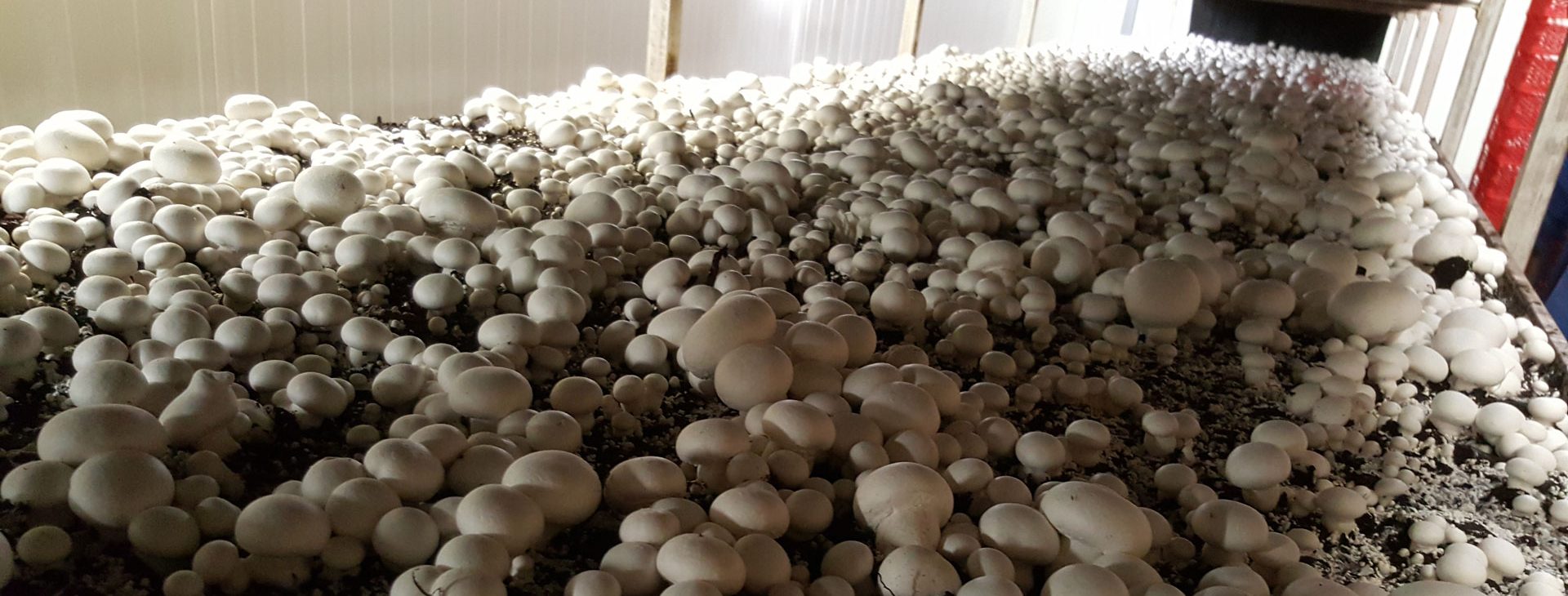 LES CHAMPIGNONS DE NORMANDIE